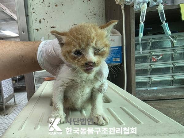 레몬색·흰색 한국 고양이, 수컷 · 생후 2개월 미만 · 0.4kg