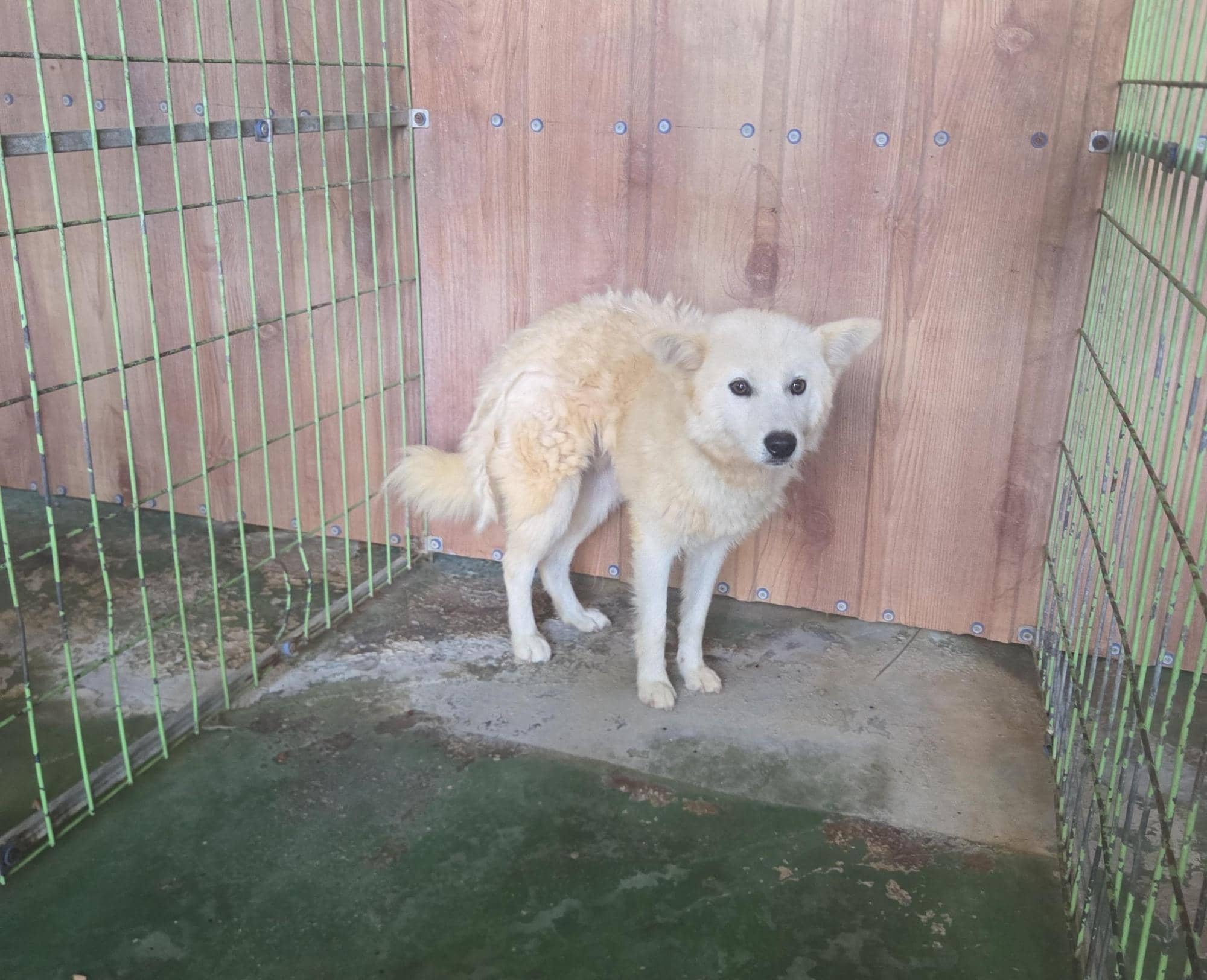 흰색 믹스견, 수컷 · 4살 추정 · 12kg