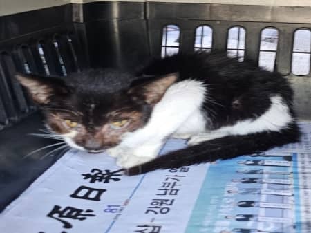 흰색·검은색 얼룩무늬 한국 고양이, 성별 확인 중 · 생후 2개월 미만 · 0.8kg