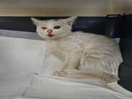흰색 한국 고양이, 성별 확인 중 · 1살 미만 추정 · 1.2kg