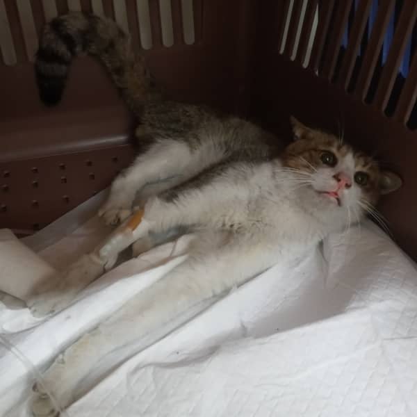 평행·전체·부분줄무늬 한국 고양이, 수컷 · 1살 추정 · 3.7kg