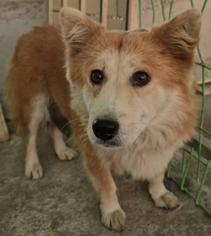 갈색·흰색 믹스견, 암컷 · 생후 2개월 미만 · 12.5kg
