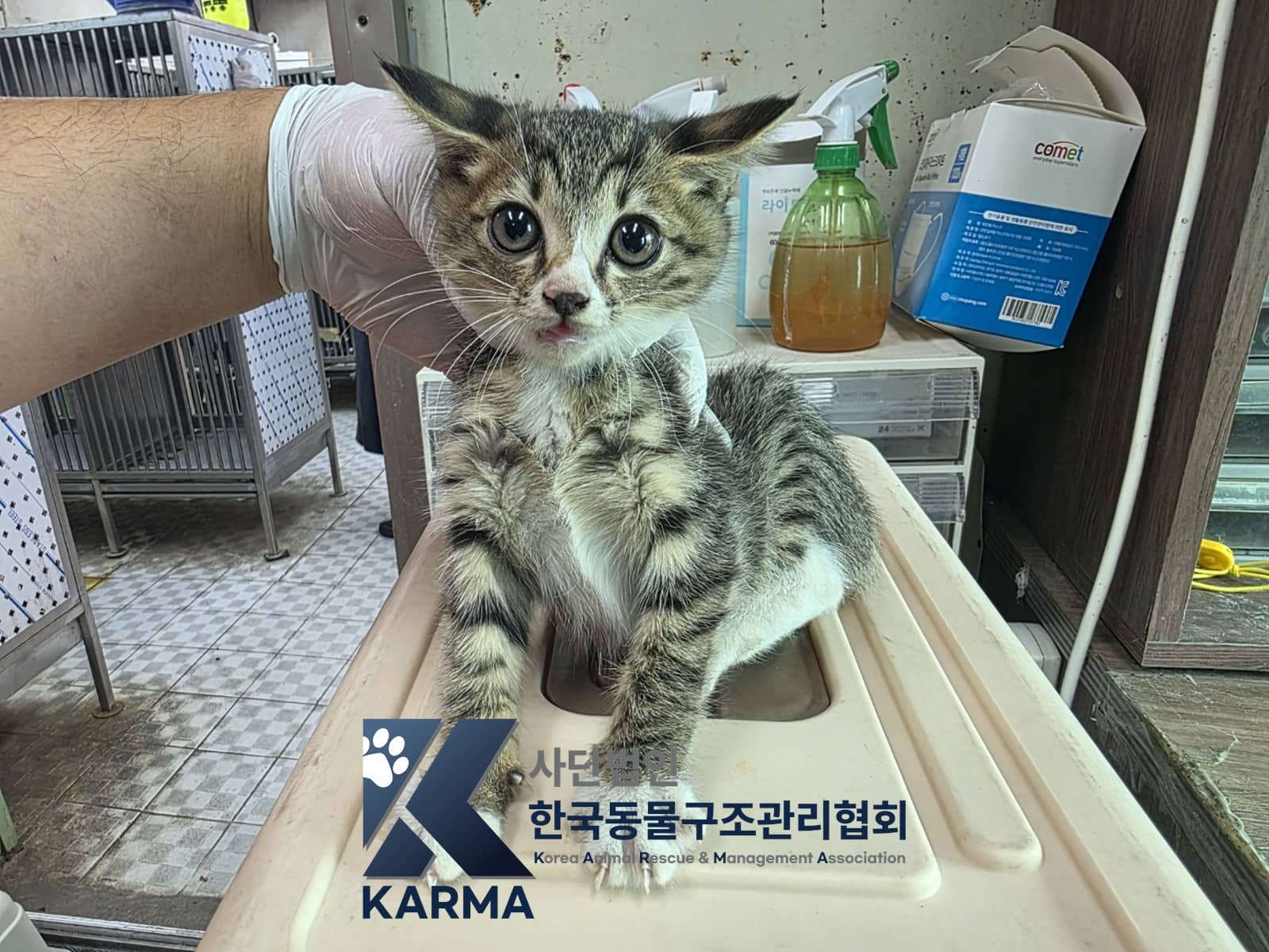 갈색·검정·흰색 한국 고양이, 수컷 · 1살 미만 추정 · 0.74kg