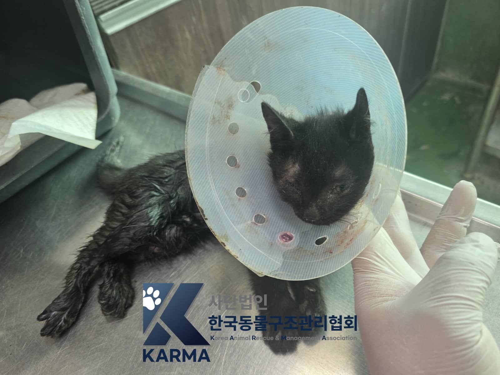 검정색 한국 고양이, 수컷 · 1살 미만 추정 · 1kg