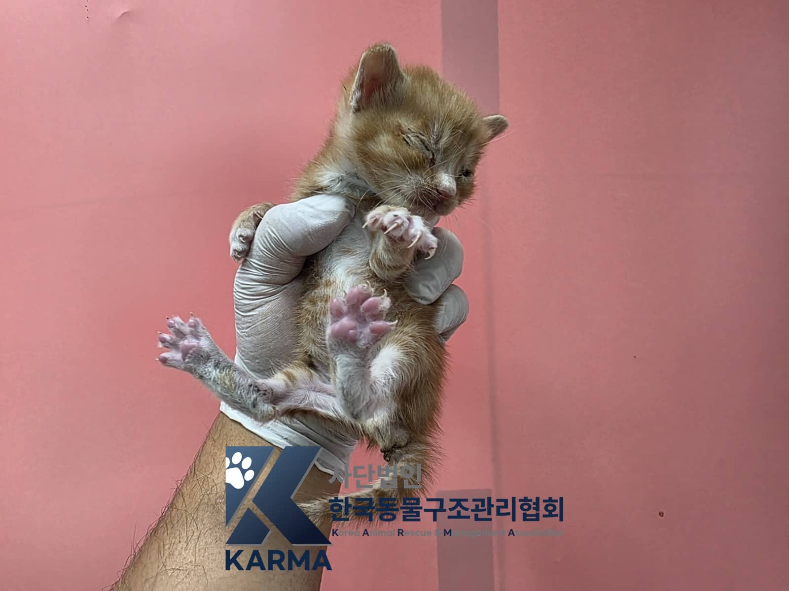 레몬색·흰색 한국 고양이, 수컷 · 생후 2개월 미만 · 0.22kg