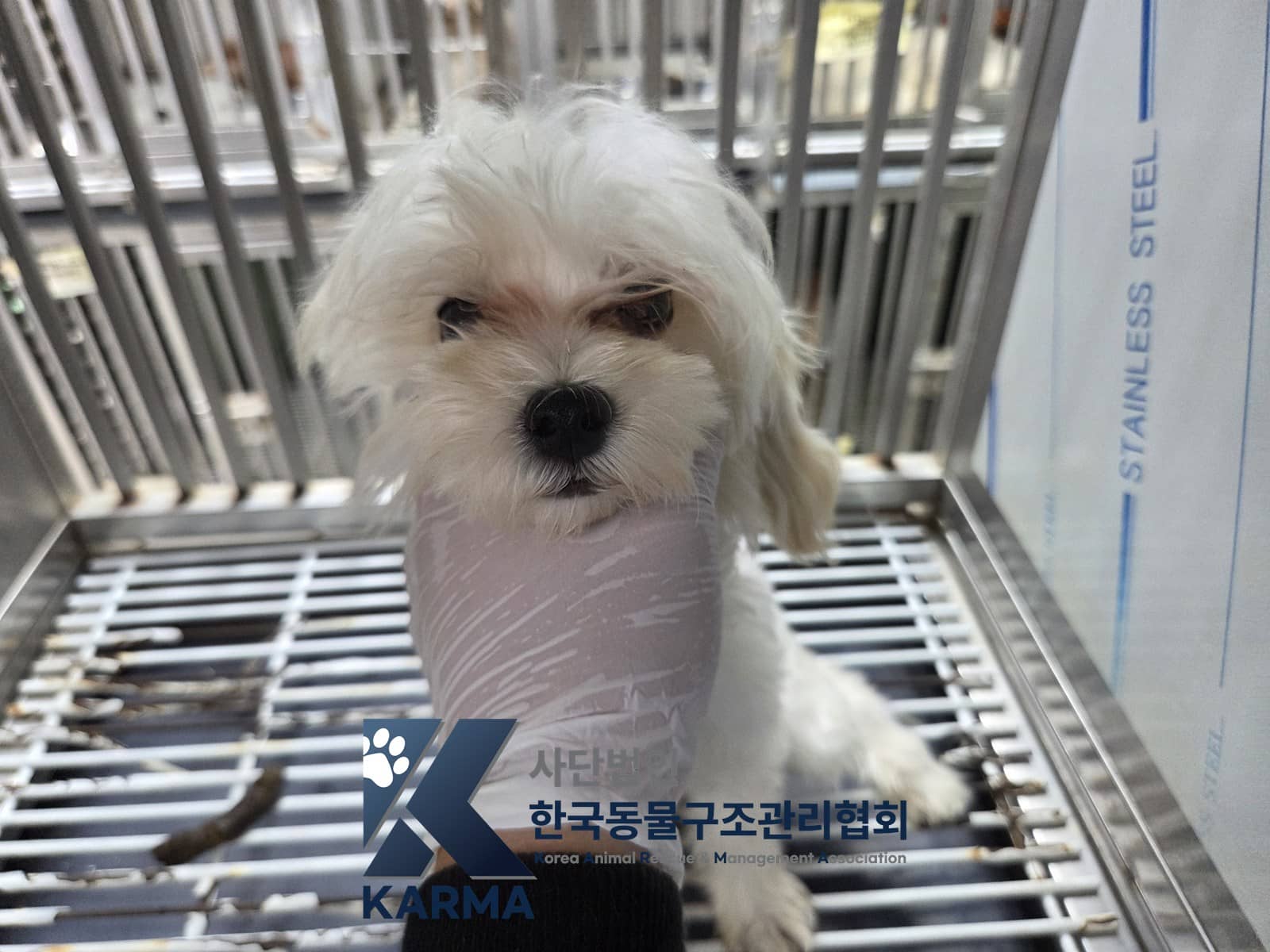 흰색 말티즈, 암컷 · 1살 미만 추정 · 1.6kg