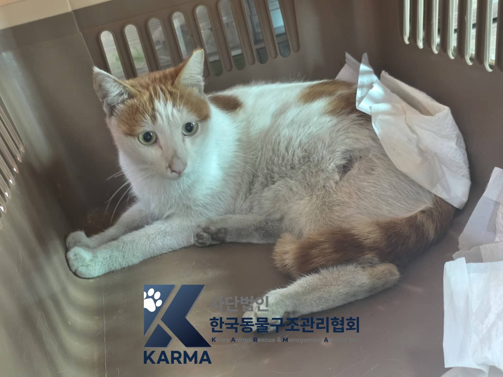 갈색·흰색 한국 고양이, 수컷 · 2살 추정 · 4.7kg