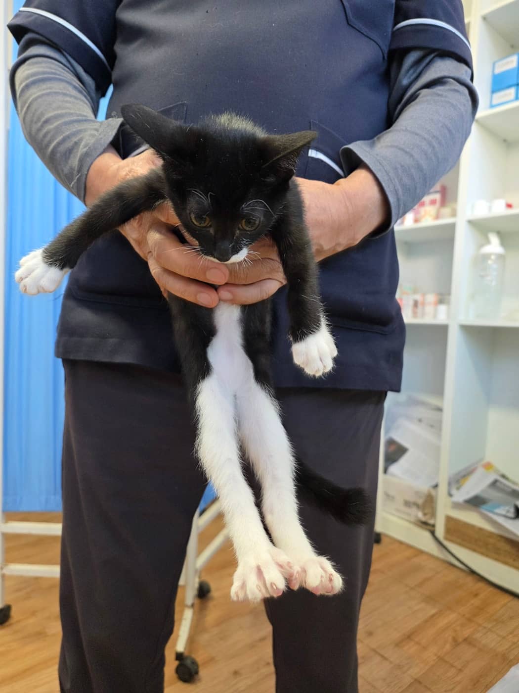 믹스묘, 성별 확인 중 · 생후 2개월 미만 · 0.9kg