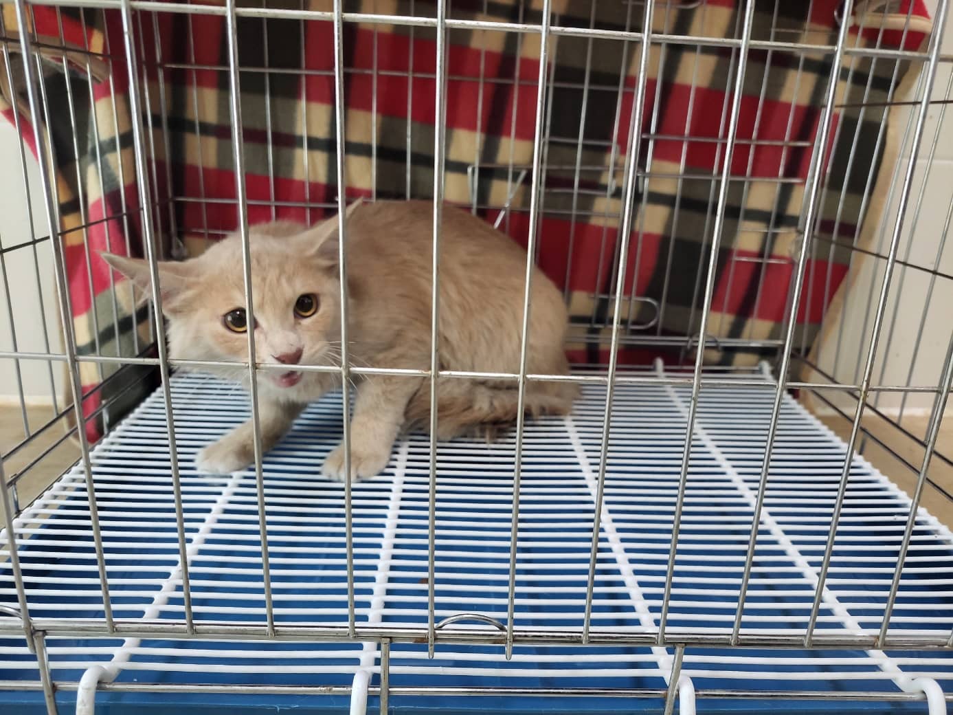 연한 갈색 기타, 성별 확인 중 · 1살 추정 · 2.7kg