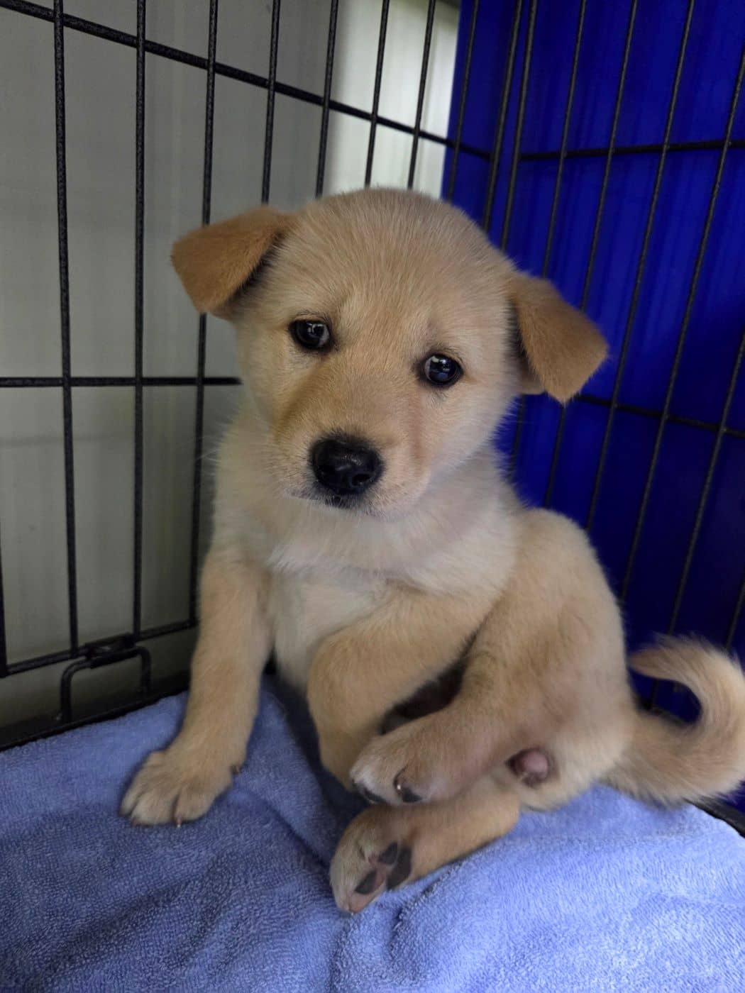 황갈색 믹스견, 암컷 · 1살 미만 추정 · 2.5kg