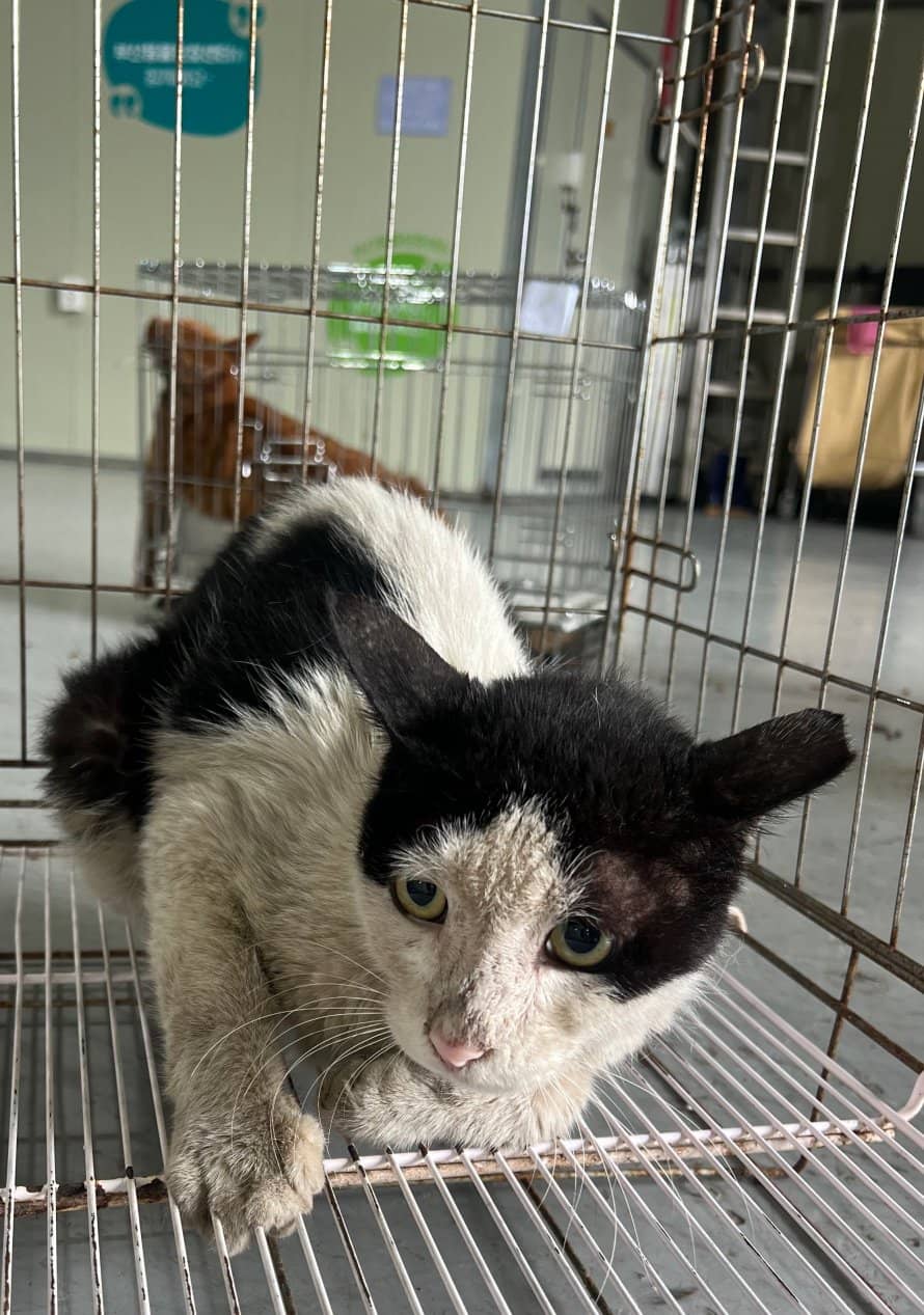 흰색·검은색 얼룩무늬 한국 고양이, 암컷 · 3살 추정 · 2.5kg