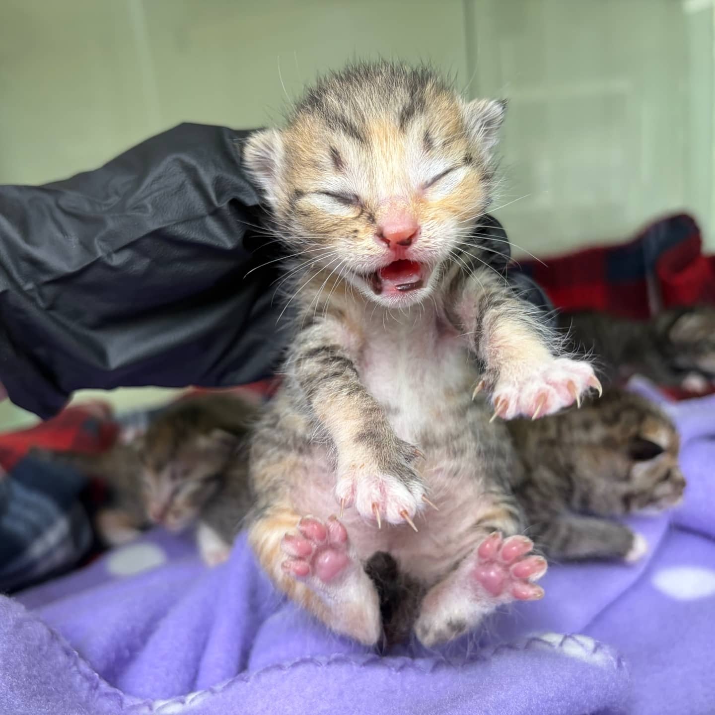 평행·전체·부분줄무늬 한국 고양이, 성별 확인 중 · 생후 2개월 미만 · 0.3kg