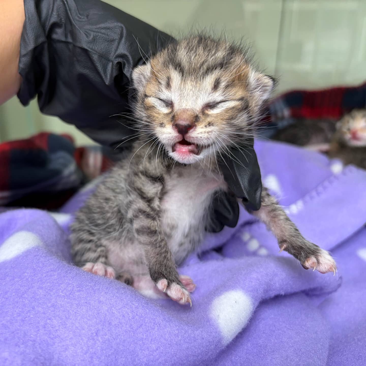 평행·전체·부분줄무늬 한국 고양이, 성별 확인 중 · 생후 2개월 미만 · 0.3kg