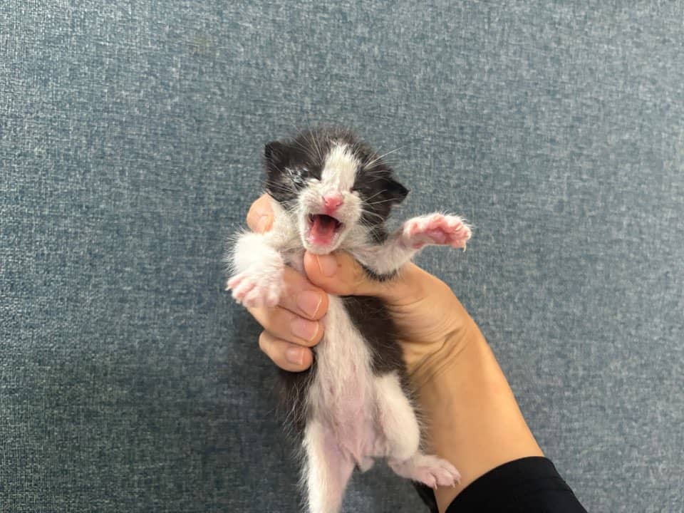 검정·흰색 한국 고양이, 수컷 · 1살 미만 추정 · 0.1kg
