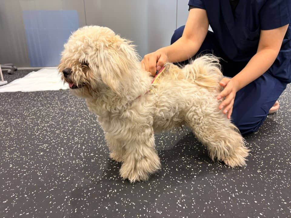 흰색 믹스견, 수컷 · 3살 추정 · 5.5kg