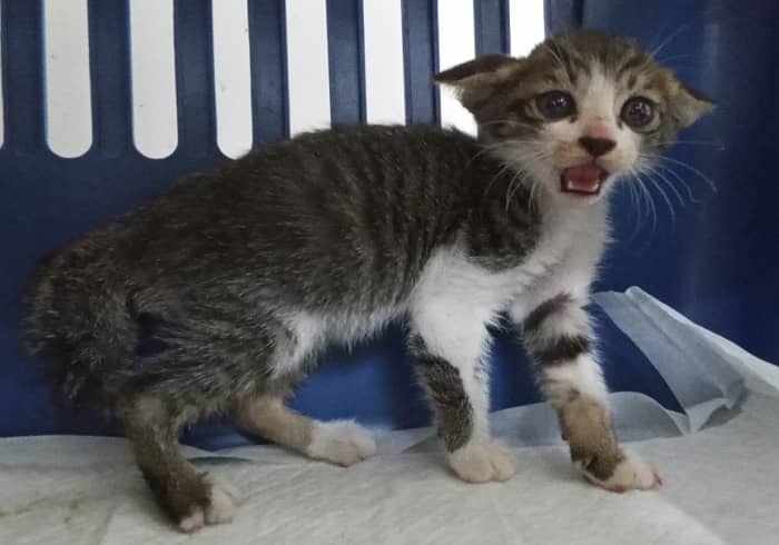 평행·전체·부분줄무늬 한국 고양이, 수컷 · 생후 2개월 미만 · 0.5kg