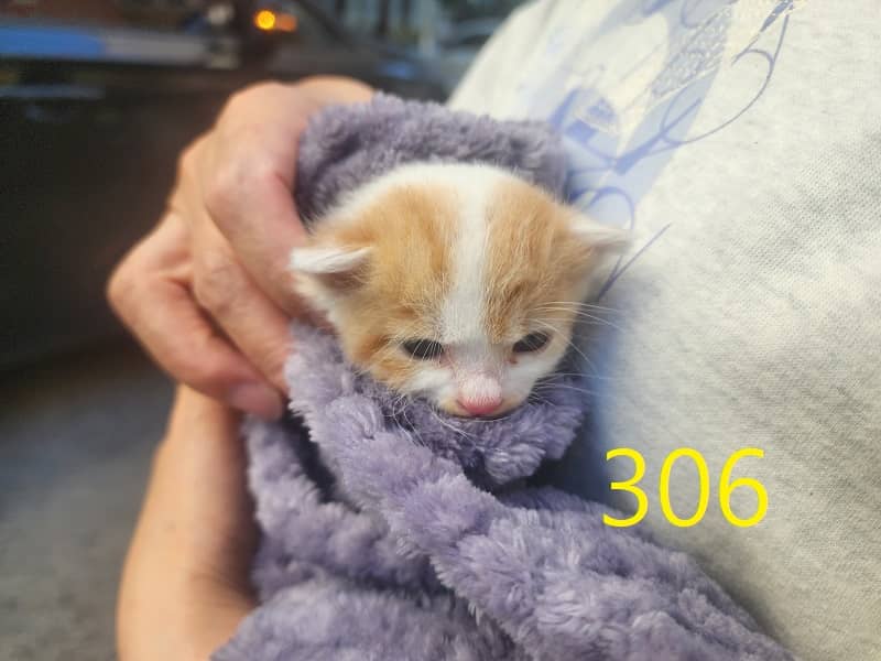 레몬색·흰색 한국 고양이, 암컷 · 생후 2개월 미만 · 0.2kg