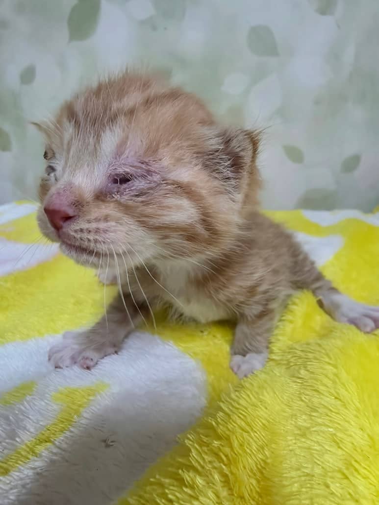 레몬색·흰색 한국 고양이, 수컷 · 생후 2개월 미만 · 0.2kg