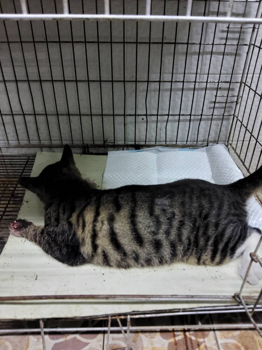 회색·검정 한국 고양이, 수컷 · 4살 추정 · 4kg