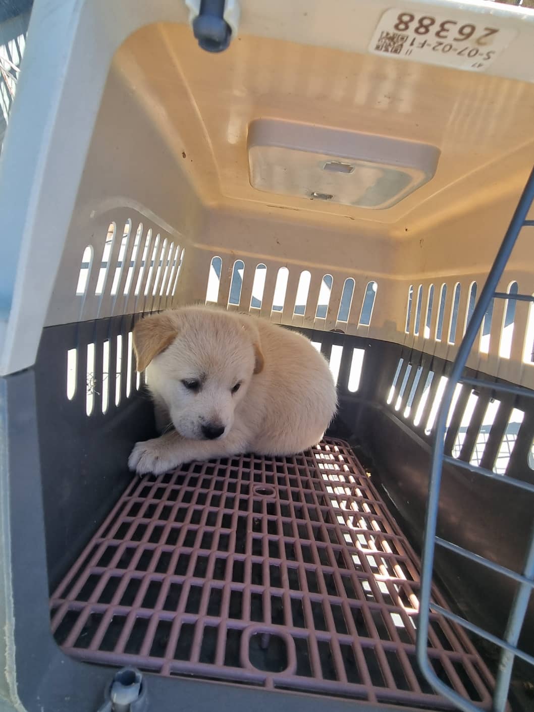 크림색 믹스견, 암컷 · 1살 미만 추정 · 2.5kg