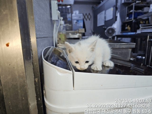흰색 한국 고양이, 암컷 · 생후 2개월 미만 · 0.35kg