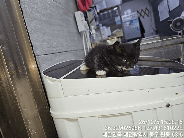 흰색·검은색 얼룩무늬 한국 고양이, 수컷 · 생후 2개월 미만 · 0.32kg