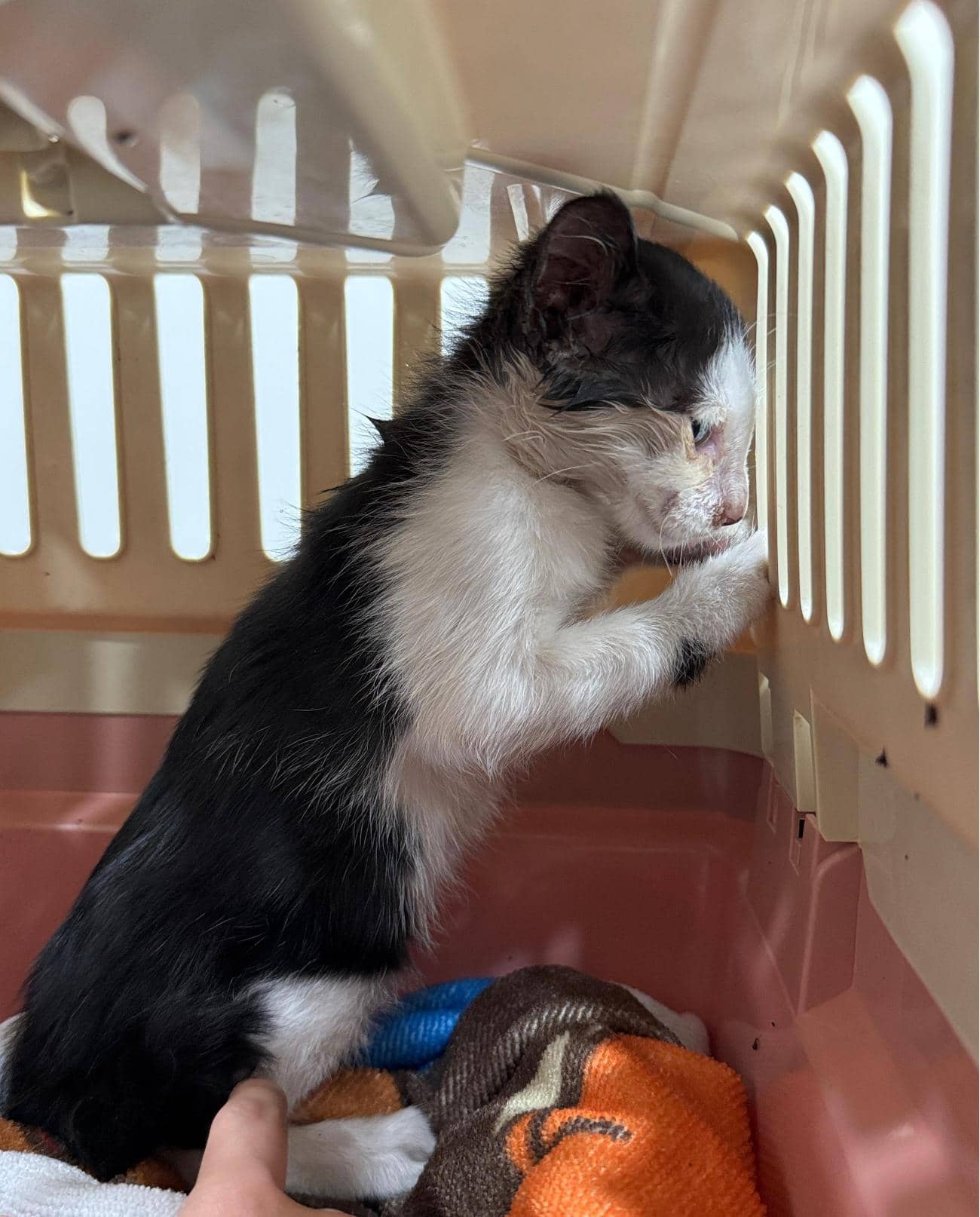 흰색·검은색 얼룩무늬 한국 고양이, 수컷 · 생후 2개월 미만 · 0.8kg