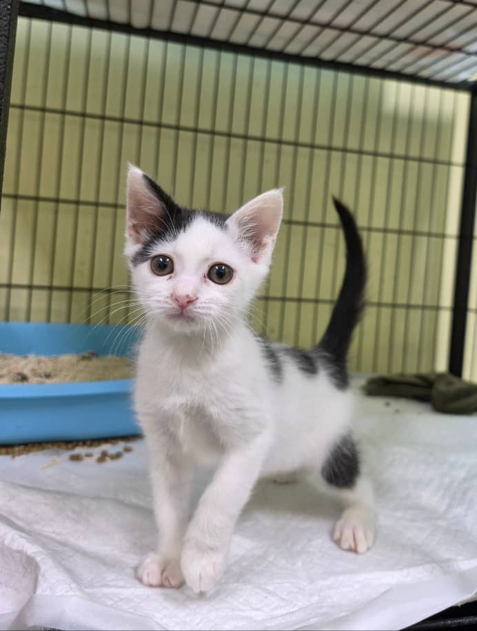 흰색·검은색 얼룩무늬 한국 고양이, 수컷 · 1살 미만 추정 · 0.6kg