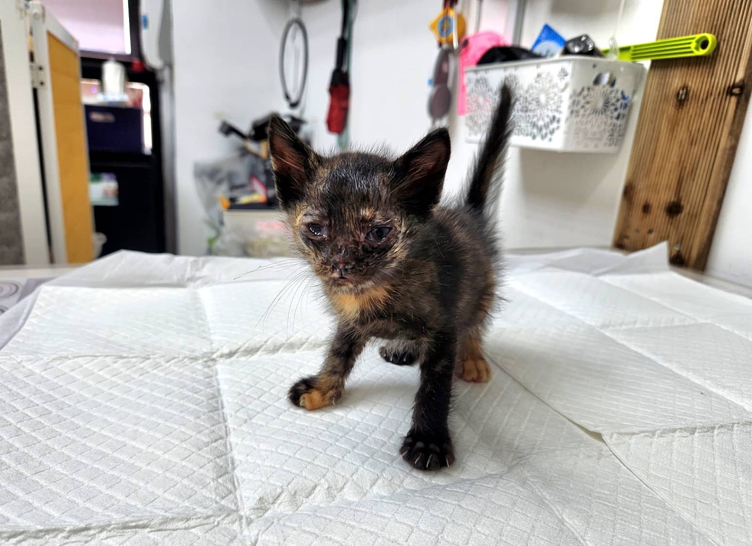 삼색 한국 고양이, 암컷 · 생후 2개월 미만 · 0.3kg