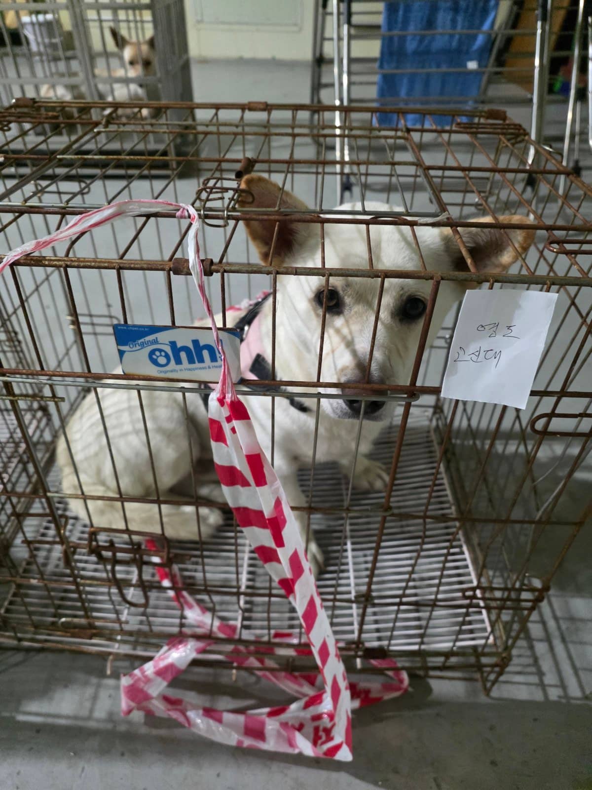 흰색 믹스견, 수컷 · 3살 추정 · 8.5kg