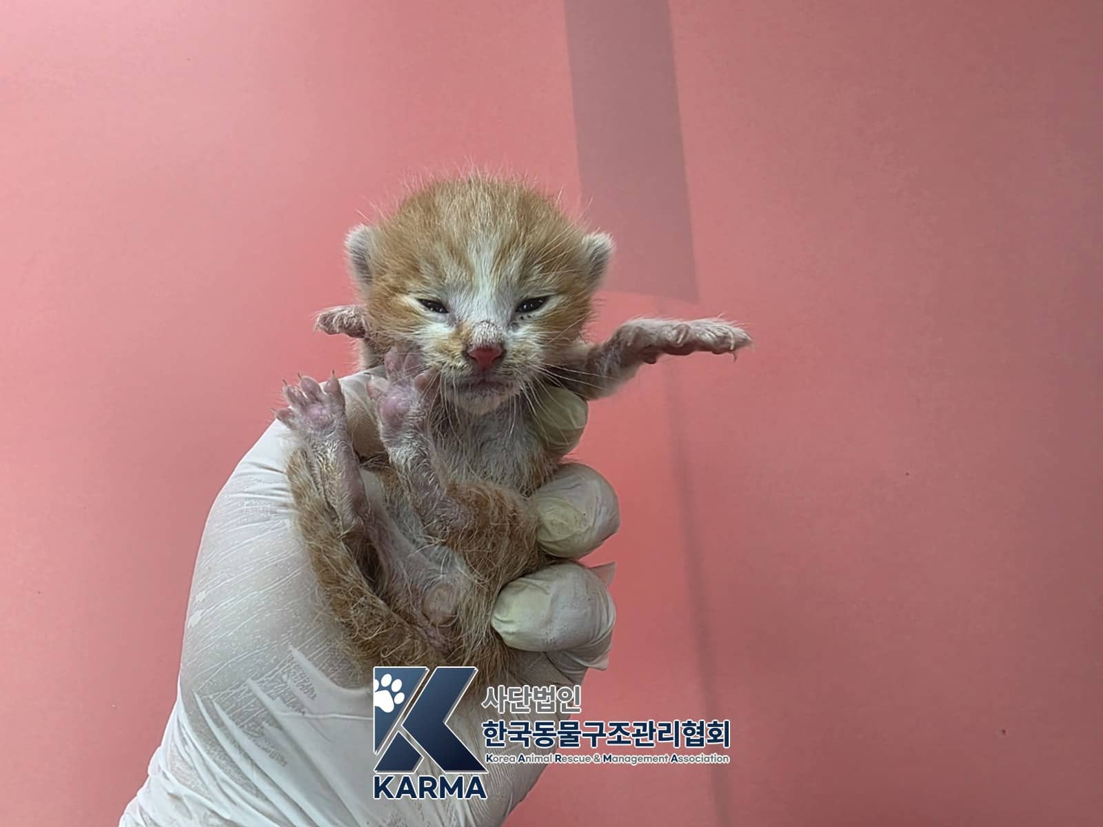 갈색·흰색 한국 고양이, 수컷 · 생후 2개월 미만 · 0.11kg