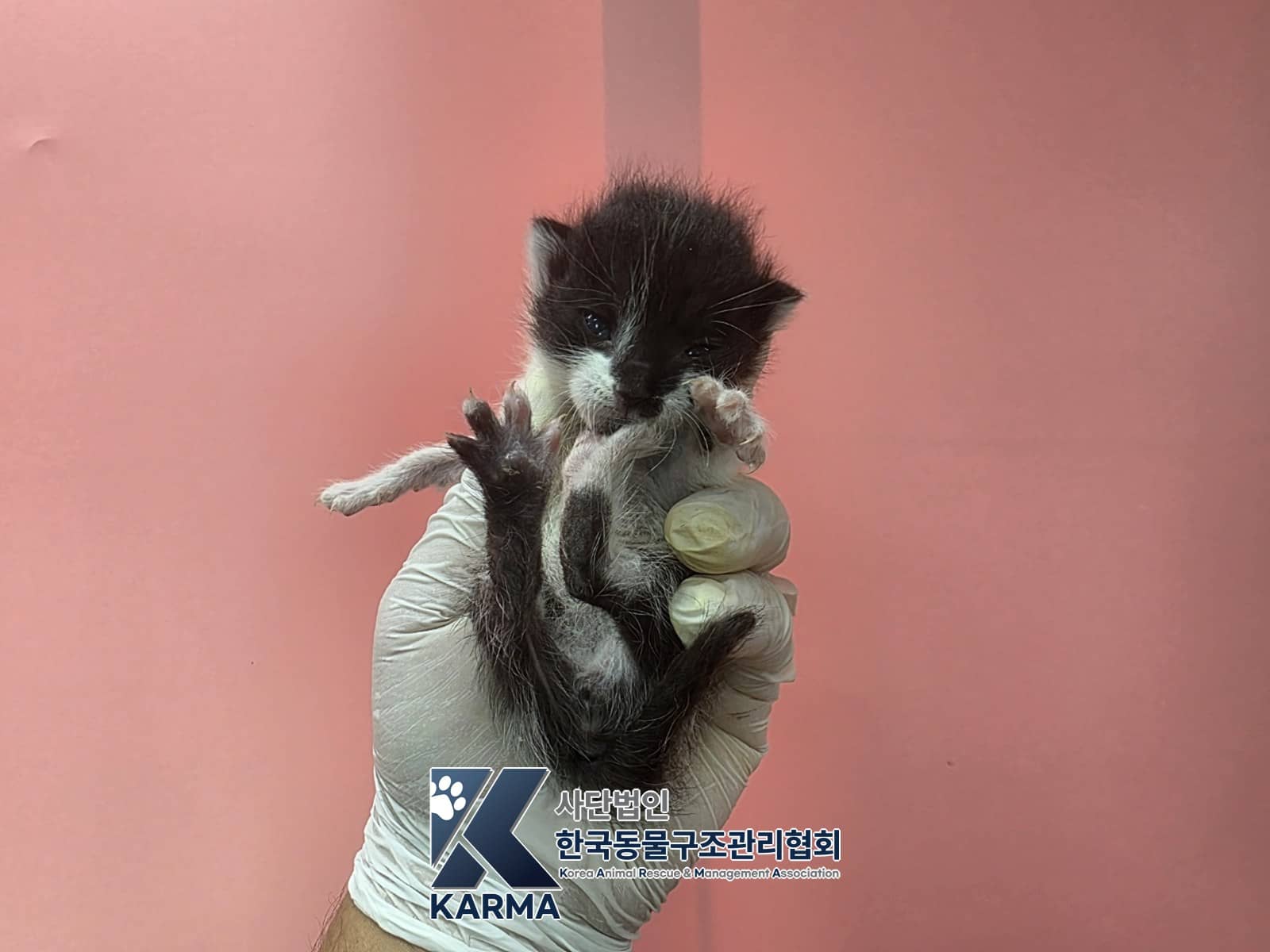 검정·흰색 한국 고양이, 수컷 · 생후 2개월 미만 · 0.11kg