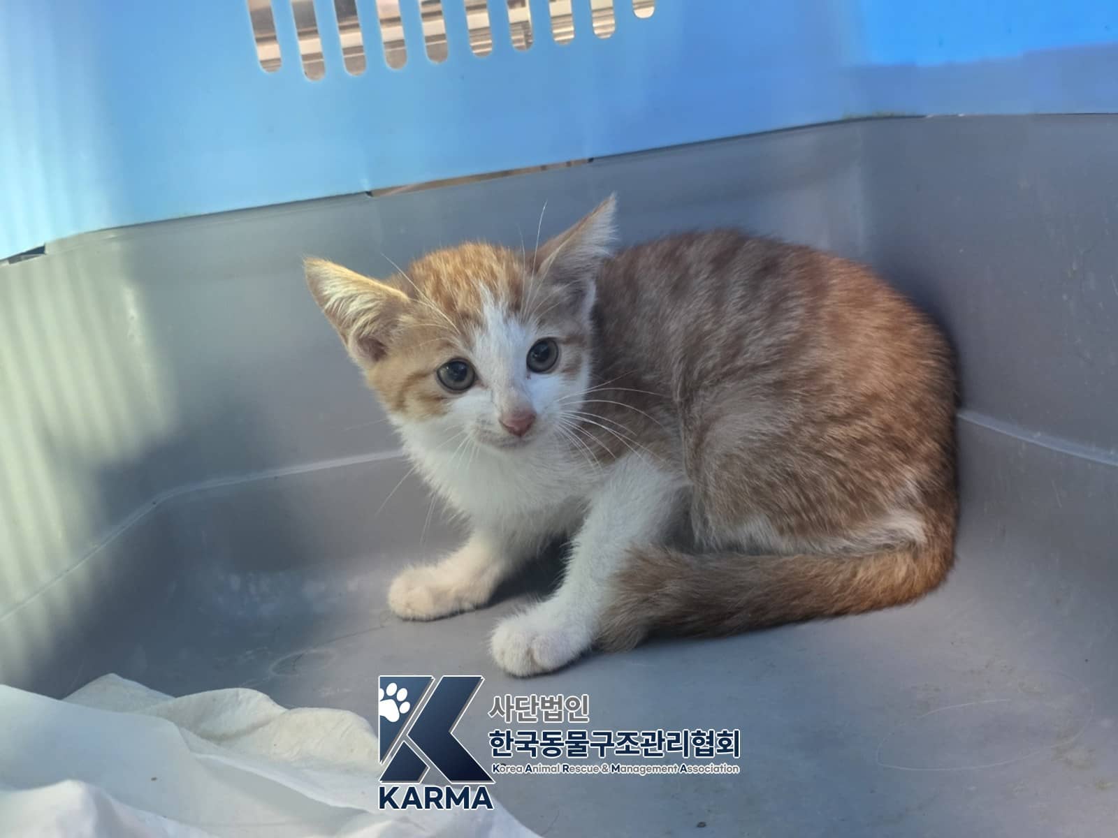 노란색·흰색 한국 고양이, 암컷 · 1살 미만 추정 · 0.75kg