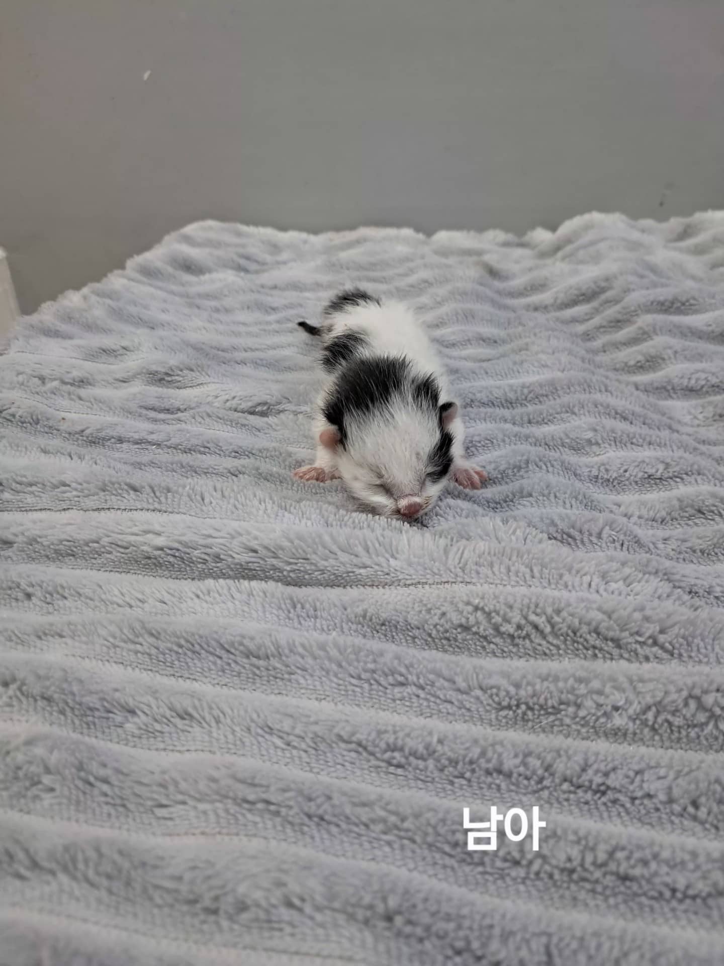 흰색·검은색 얼룩무늬 한국 고양이, 수컷 · 생후 2개월 미만 · 0.07kg