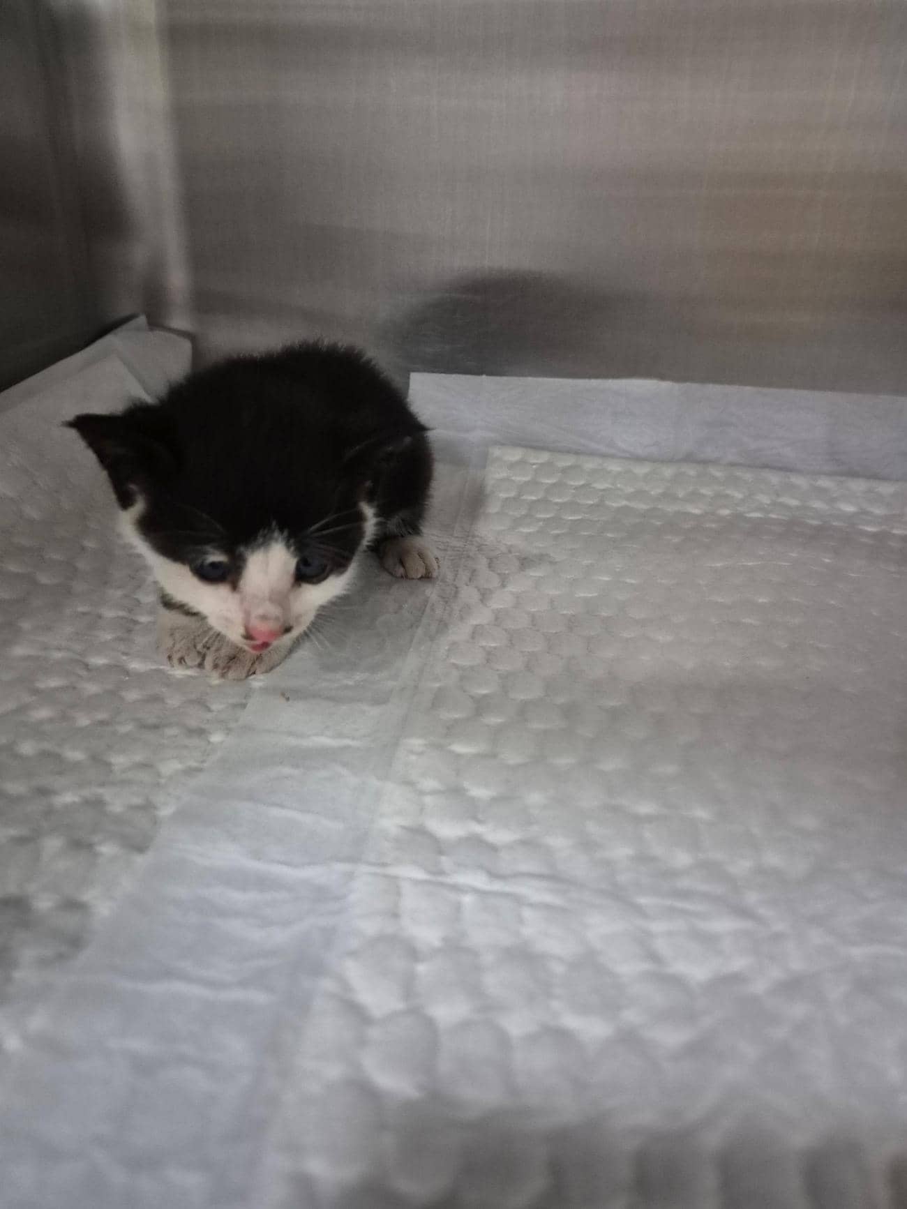 흰색·검은색 얼룩무늬 한국 고양이, 수컷 · 생후 2개월 미만 · 0.15kg