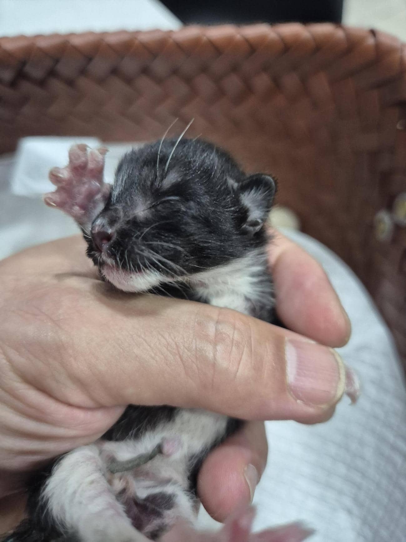 검정색 한국 고양이, 암컷 · 생후 2개월 미만 · 0.09kg