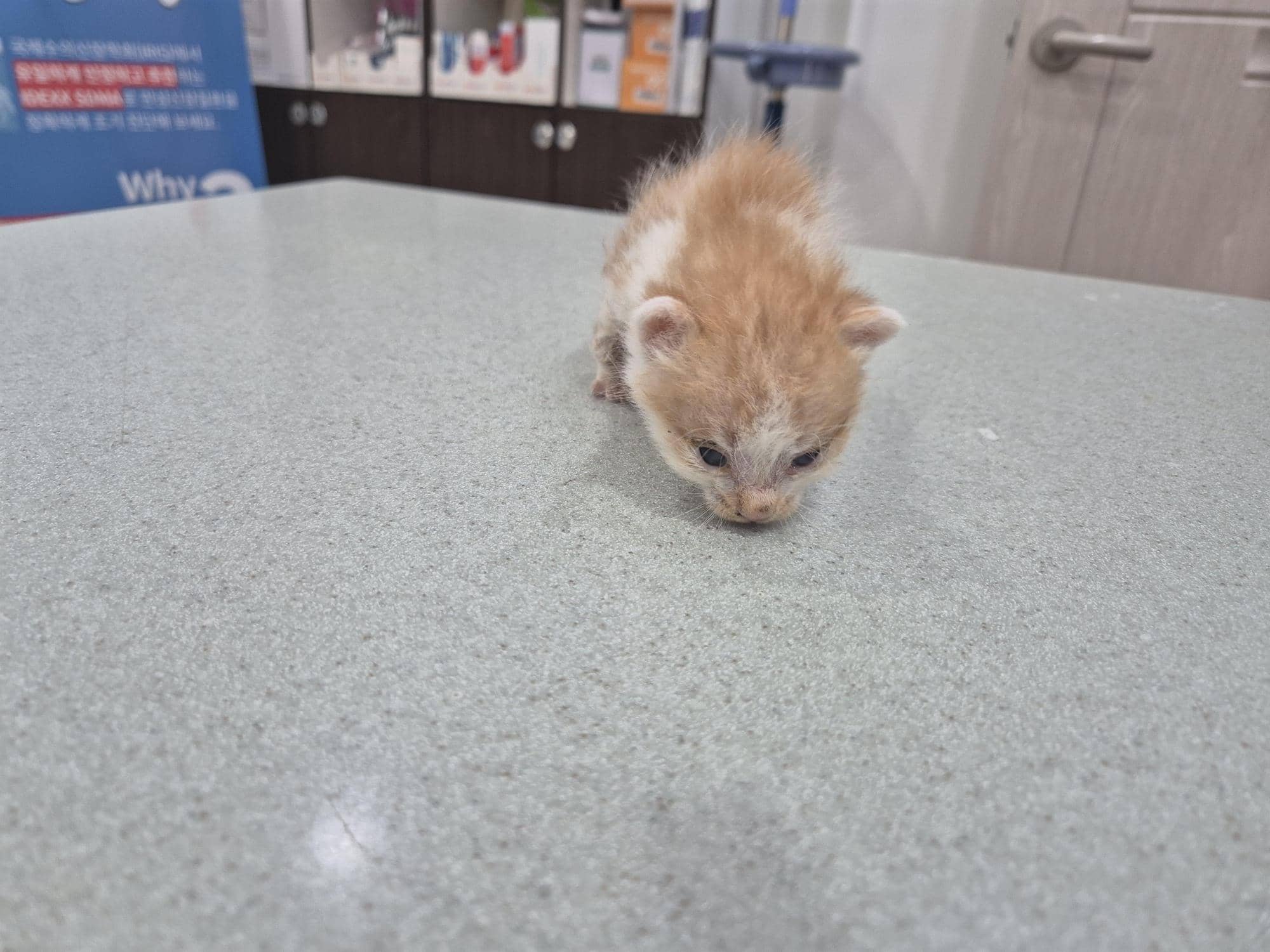믹스묘, 암컷 · 생후 2개월 미만 · 0.15kg