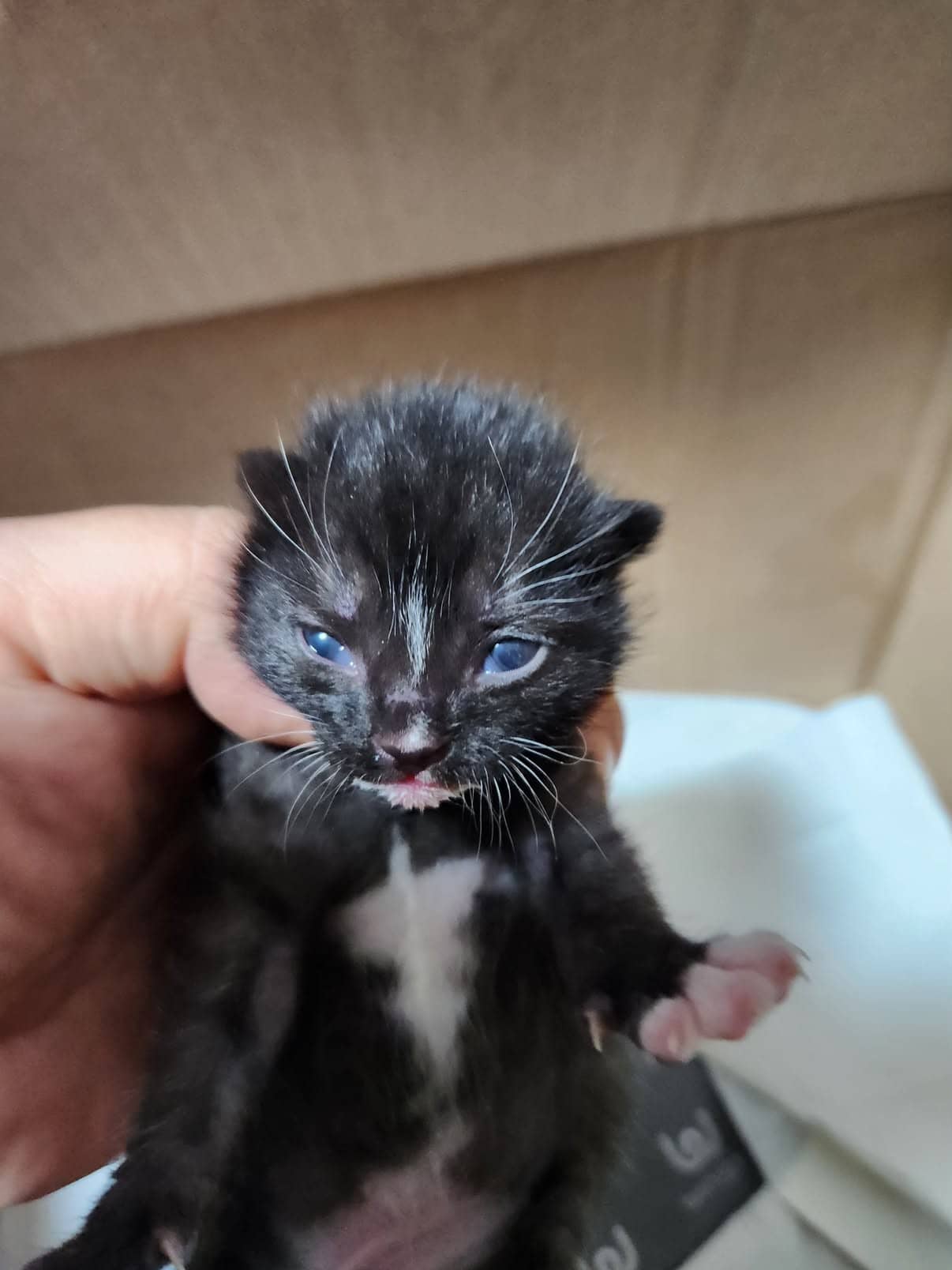 흰색·검은색 얼룩무늬 한국 고양이, 성별 확인 중 · 생후 2개월 미만 · 0.18kg