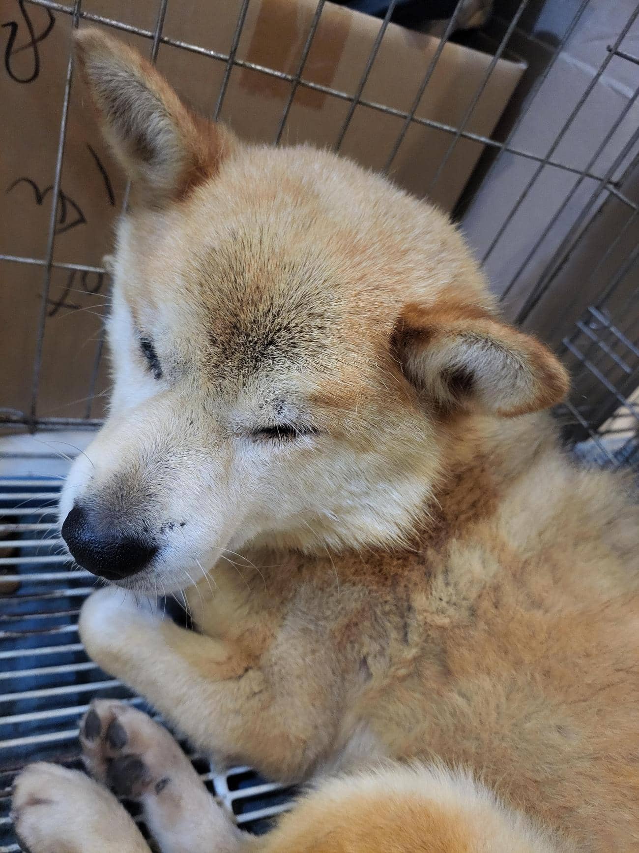 황갈색 시바, 수컷 · 2살 추정 · 12.78kg