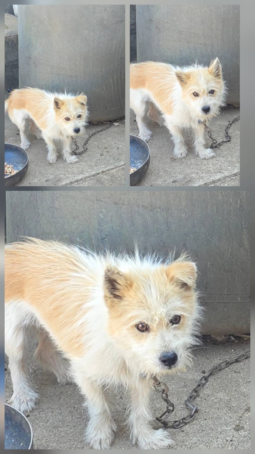 옅은 황색 믹스견, 수컷 · 5살 추정 · 8kg