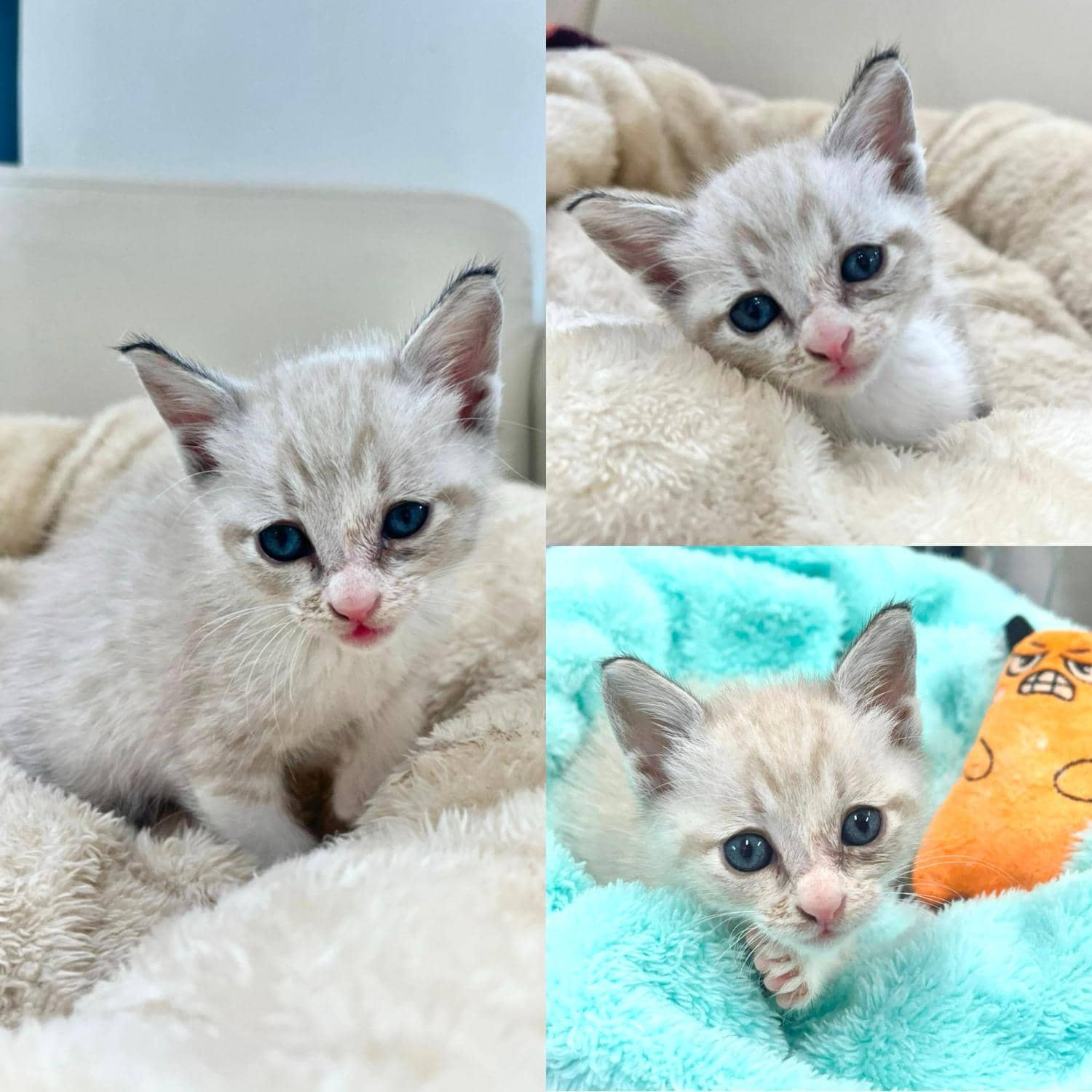 흰색 한국 고양이, 수컷 · 생후 2개월 미만 · 0.3kg