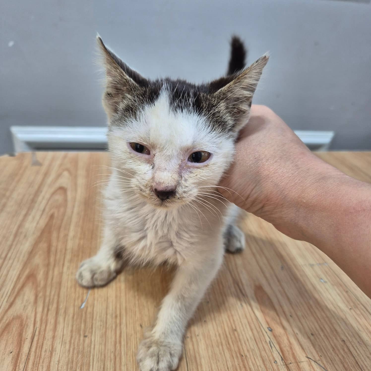 흰색·검은색 얼룩무늬 한국 고양이, 암컷 · 생후 2개월 미만 · 1kg