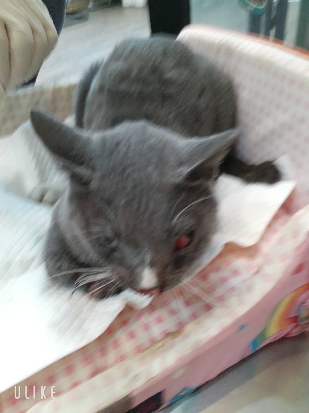 흑색 믹스묘, 수컷 · 5살 추정 · 4.5kg