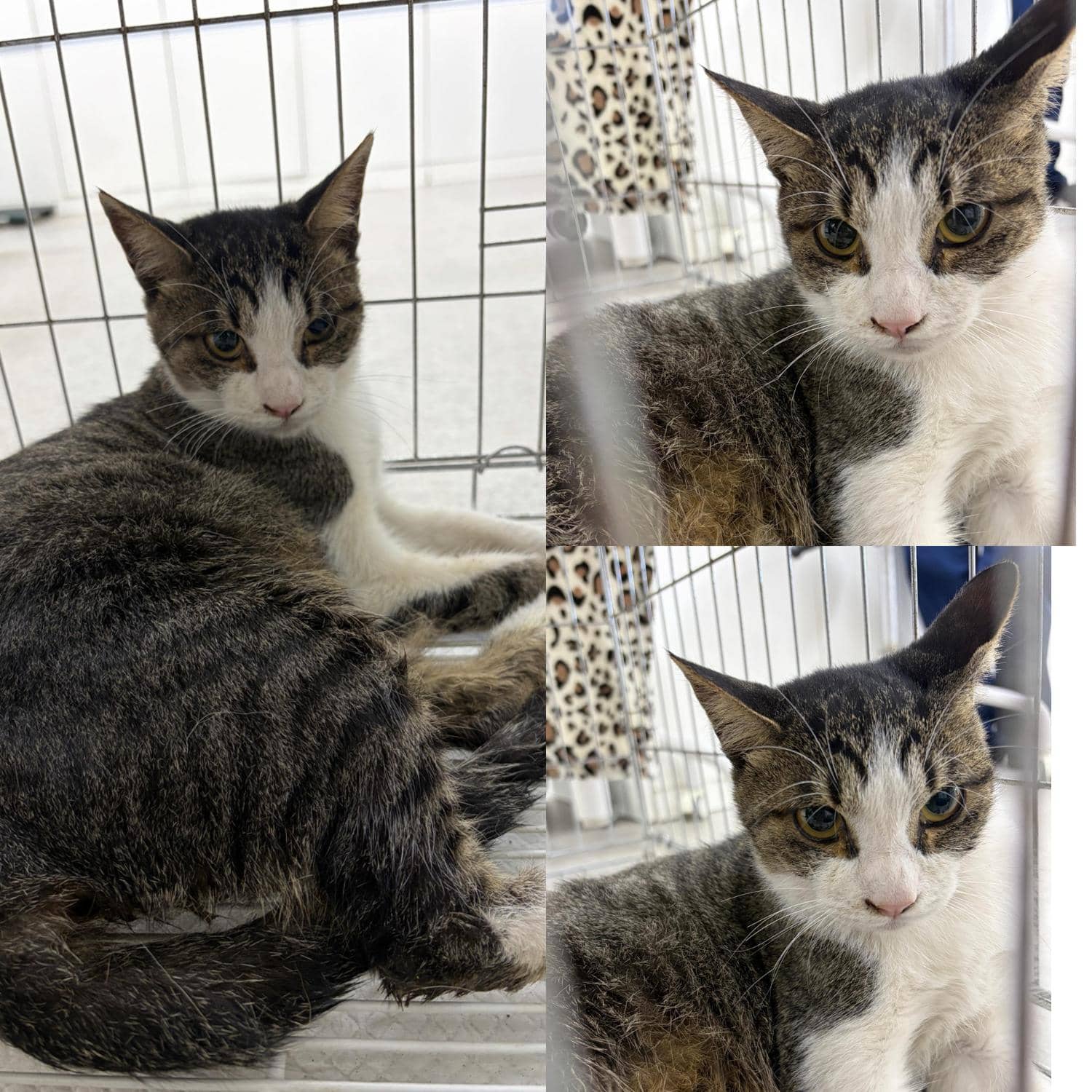 평행·전체·부분줄무늬 한국 고양이, 성별 확인 중 · 1살 추정 · 2.5kg