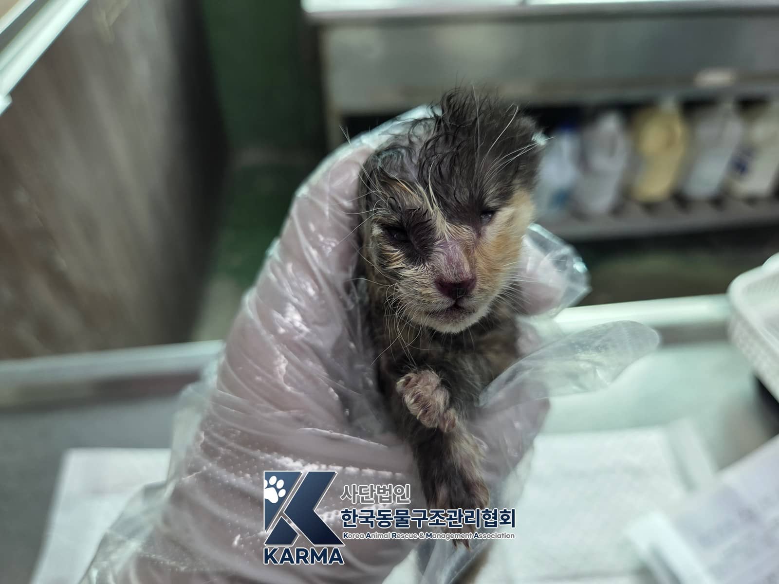 검은색흰색황토색 한국 고양이, 암컷 · 생후 2개월 미만 · 0.11kg