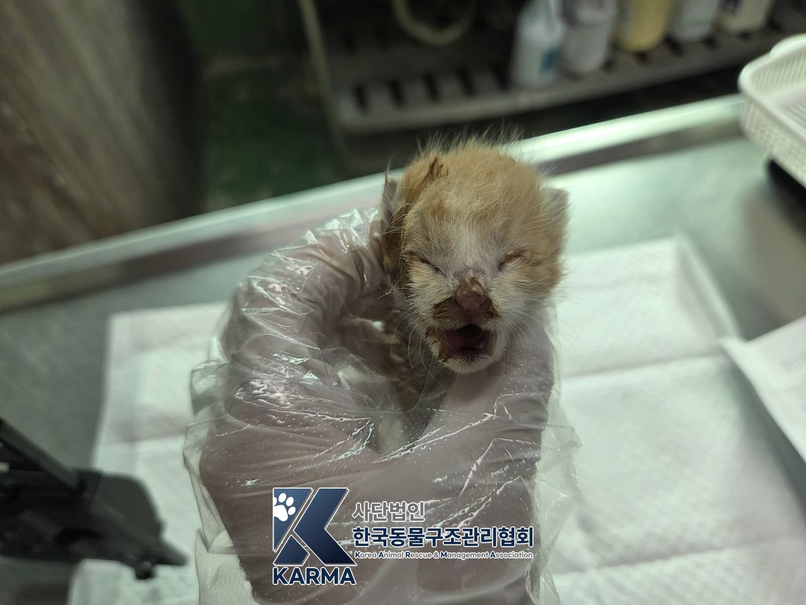 레몬색·흰색 한국 고양이, 수컷 · 생후 2개월 미만 · 0.11kg