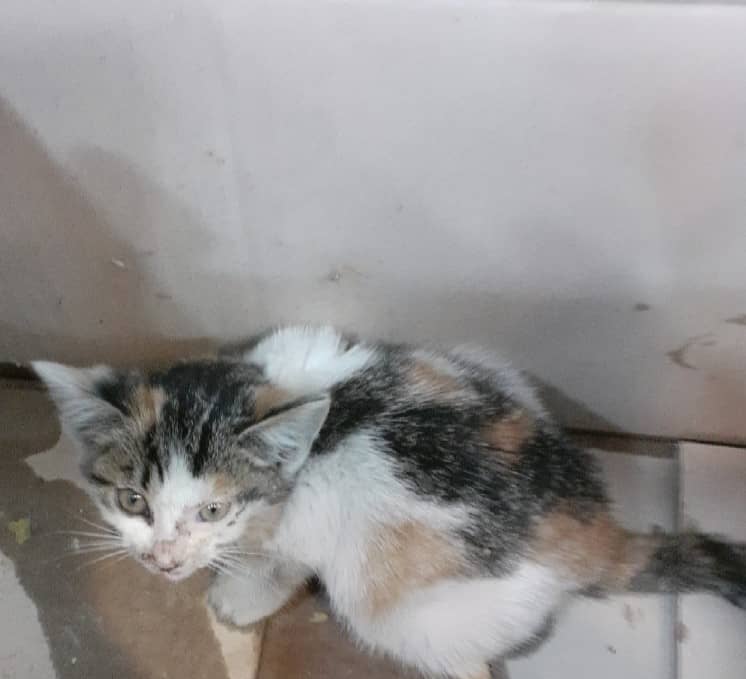 검은색흰색황토색 한국 고양이, 수컷 · 생후 2개월 미만 · 0.3kg