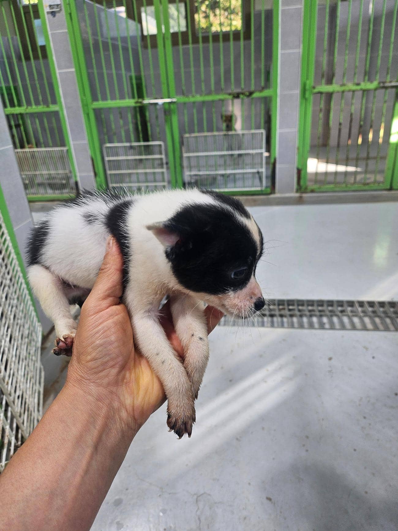 검정·흰색 믹스견, 암컷 · 생후 2개월 미만 · 2kg