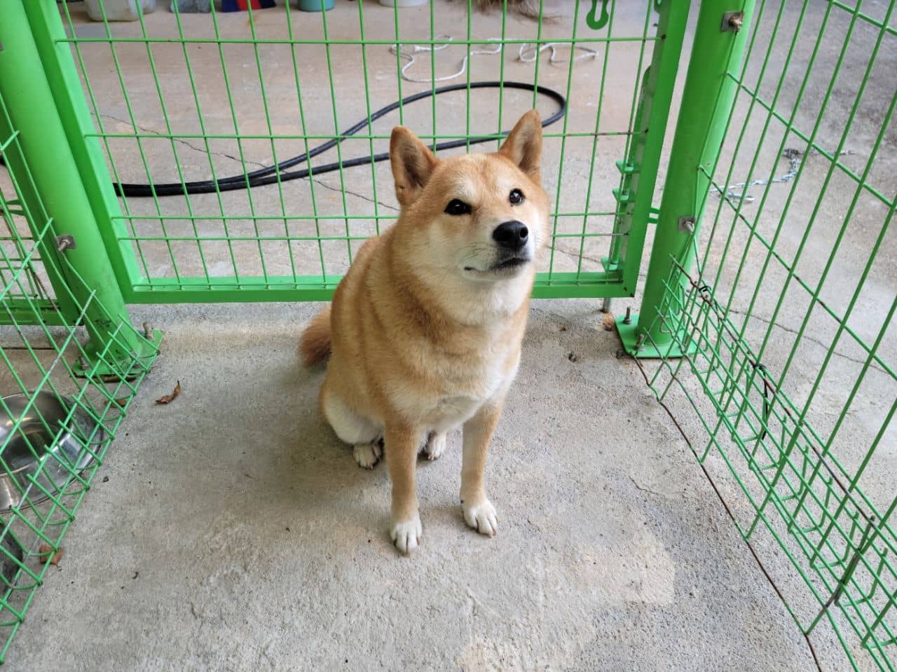 갈색·흰색 믹스견, 수컷 · 2살 추정 · 15.5kg