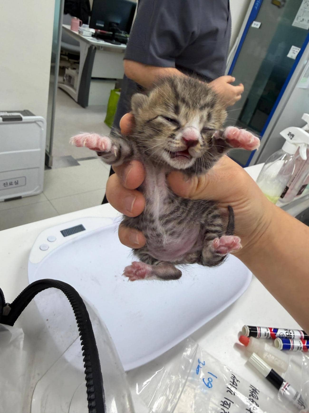 검은색흰색황토색 한국 고양이, 성별 확인 중 · 생후 2개월 미만 · 0.15kg